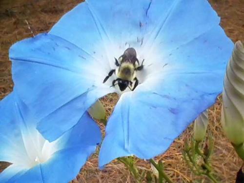 A heavenly blue morning glory and a bee  - I almost got stung by this bee, but the pic was well worth it.\  This was taken in early spring of '08, in Washington NC