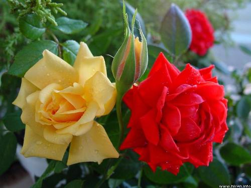 Roses in Garden - Almost all like flowers espicially roses because it is the symbol of love, also it is good to make a bouquet for all type of functions and we use these roses for decoration purpose too.....