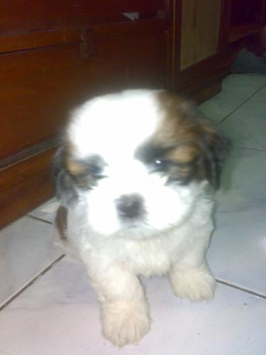 spencer - my male shih tzu pup