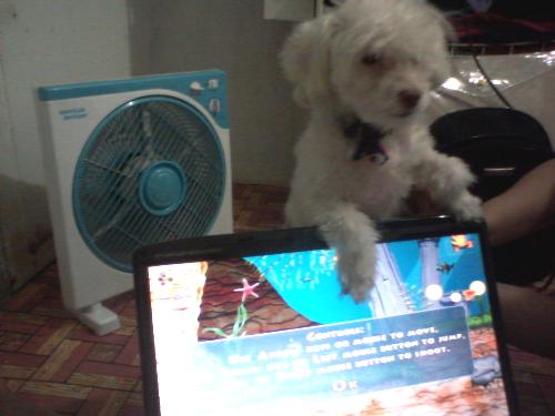 dog - my cutie pugsley my terier dog