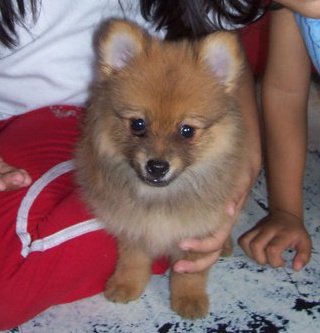my loving dog - he enjoy playing with stuff boys