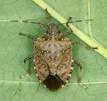 brown marmorated stink bug - brown marmorated stink bug pest