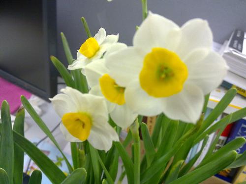 My flowers - It's my first plant I love it And all my classmates and teacheres love it.