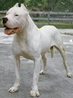 Argintine Dogo... - This is an Argintine Dogo & looks like a relative of the Pit Bull.