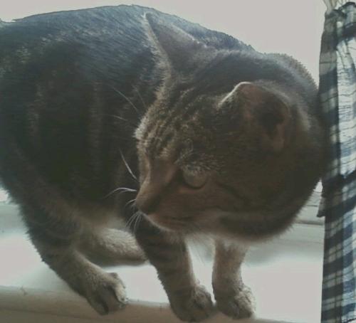 Flicka on window sill - My pretty little Flicka, the runt!