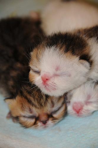My cat's baby - Hi cat lovers... Recently my cat 'kitty' gave birth to 8 kittens... They all are very cute...I wanna know how to take care of those little kittens!!