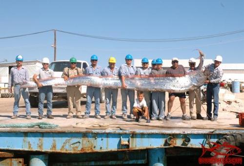 Captured Sea Dragon King by NUS researchers - This is a follow up of the first picture of the Sea Dragon King.