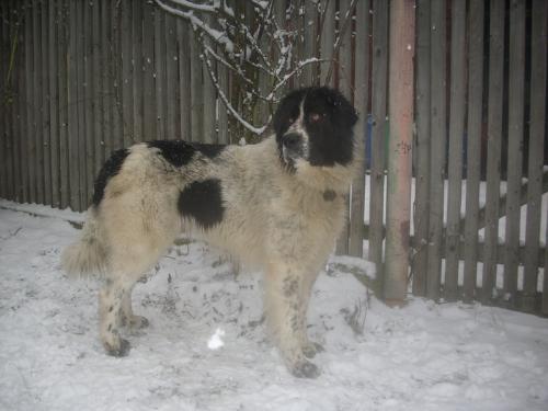 De Bucovina Shepherd - Romanian shepherd de Bucovina