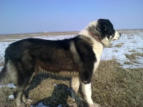 De Bucovina Shepherd - Romanian shepherd de Bucovina