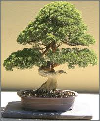 A bonsai tree - Bonsais can be so beautiful if they have been cultivated and trained really well with lot of patience and an eye for the aesthetics!