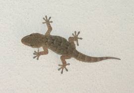 house lizard - this is picture of hose lizard, seen in our homes