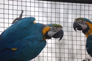 Parrots -Blue & Gold Macaws - Origin: South America  Length: 34' - 36'  Blue & Gold Macaws are one of the larger Macaws.  They are extremely intelligent and sociable companion parrots. They have beautiful brilliant coloring.  They are as inquisitive as a kitten and playful as a puppy.  They are also very good talkers and most have large vocabularies.  Blue and Gold Macaws make excellent family birds and most interact well with the entire family.  Most enjoy cuddling or laying on their back in your arms.