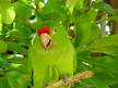 Threatened & Endangered Species - Threatened & Endangered Species