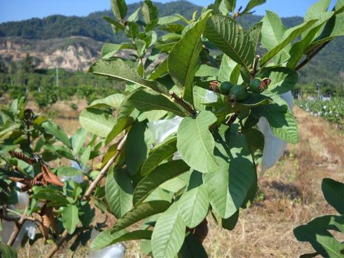 guava tree - photo resolution: 670*502
