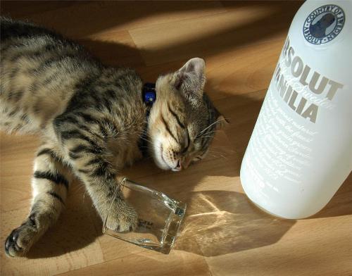 drunk cat - this photo shows a cat who is asleep or probably drunk from vodka.