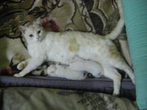 my new born cats  - this is my 1 week old cats