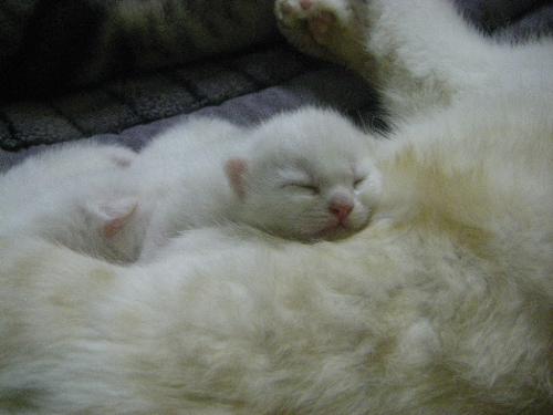 new born kitten  - new born kitten that was born last week