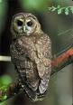 Top 10 endangered species - Top 10 endangered species