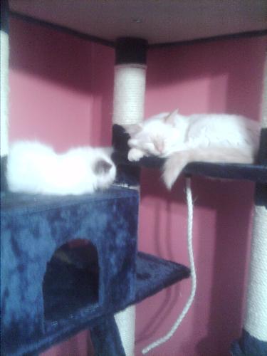 cats house - cats asleep cats house - cats asleep