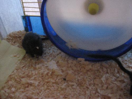 Gerbils - This is one of them, you can see the tail of the other one.