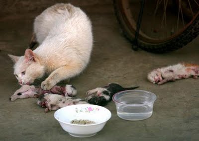 cat mom trying to wake up her forever-sleep kitten - this is a picture of proof that people still make fun of animals life.  this cat just gave a birth and take cared by a widow  what do you say about this picture?  it`s a sadness where people kill animals for fun