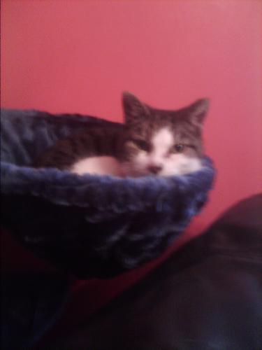 cat in hammock - My old cat in the cat tree hammock