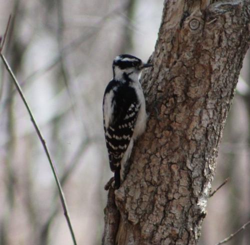 Woodpecker - Woodpeckers are allready at work pecking on trees!
