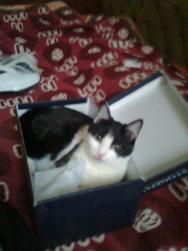 Daisy and shoe box - That is the box i keep my special occasions shoes, but Daisy noticed i was getting ready for a restaurant i guess...