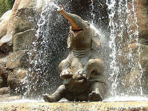 Elephant - Elephant_Water