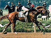 Easy Goer - Easy Goer won the 1989 Belmont Stakes.