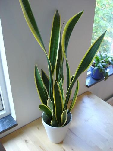 Snake Plant - Snake Plant - Indoor year round home plant