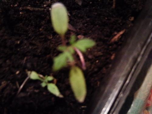 Tomato seedlings - They are up and growing, but just are not very big. I hope some of them make it. I have seven left.
