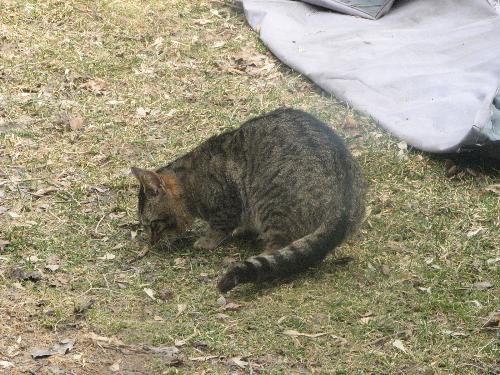 Kitty in the yard - This is the cat I'm working so hard on getting off the street and into my home.