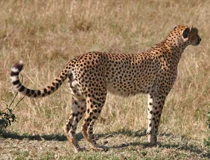Cheetah - They are endangered and the fasted animal on land.