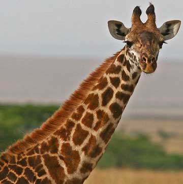 Giraffe - The world's tallest animal.