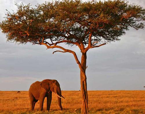 Elephant - An African Elephant under a tree.