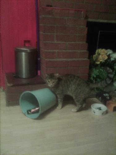 My cat playing it with the bin - My cat playing