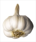 Garlic - This is an image of Garlic