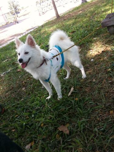 My Yuri - my pure breed japanese spitz her name is yuri almost one year old,,
