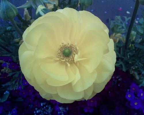 Some flowers~ - Shot with my cell phone.:)