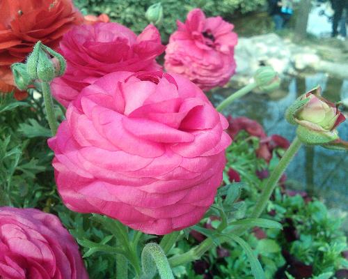 flowers - Just think it's beautiful.