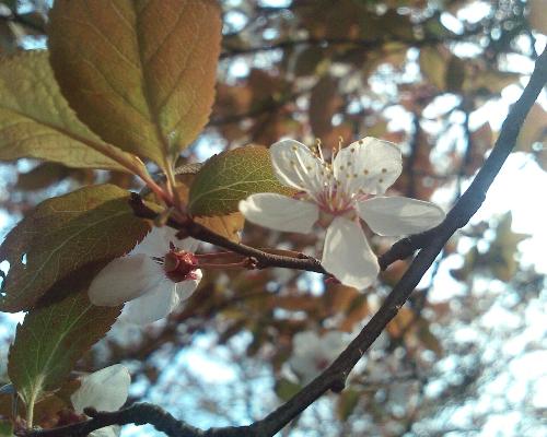 Oriental Cherry in Prince Park  - Haha.Quite content with this photo.Love my cell phone here.LOL!