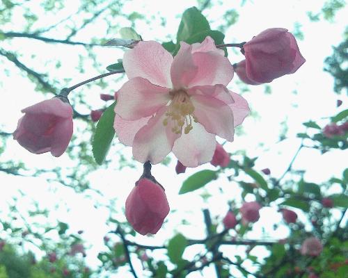 Peach Blossom in Prince Park  - Hope I'm not mixing the different kinds of flowers up.I'm terrible at recognizing flowers.:P