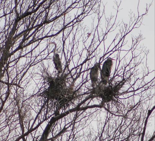 Blue Herons - Blue Herons in a tree.