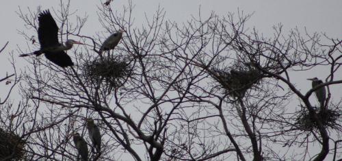 Blue Herons - They like to nest in trees. I thought they nested on the ground!