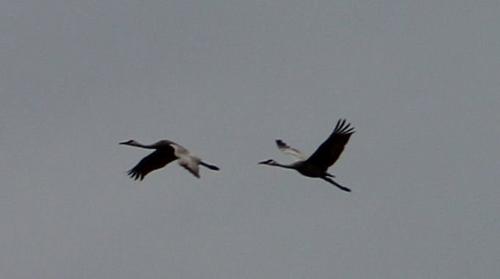 Sandhill Cranes - Sandhill cranes in flight. They are very loud birds when they 'talk'!