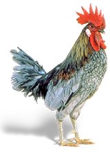 Blue Hen Chicken - The BlueHen Chicken was developed in Delaware. It is their state bird and the mascot for the University of Delaware.
