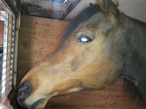 Sera - Sera is a 16 year old Arab mare. I think she has an ugly head! It is too long and doesn't have must of a dished face!