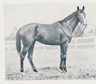 Gallant Fox - He won the Triple Crown in 1930. The second horse to do so.