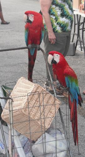 Parrots - I took this photo while at the flea market.